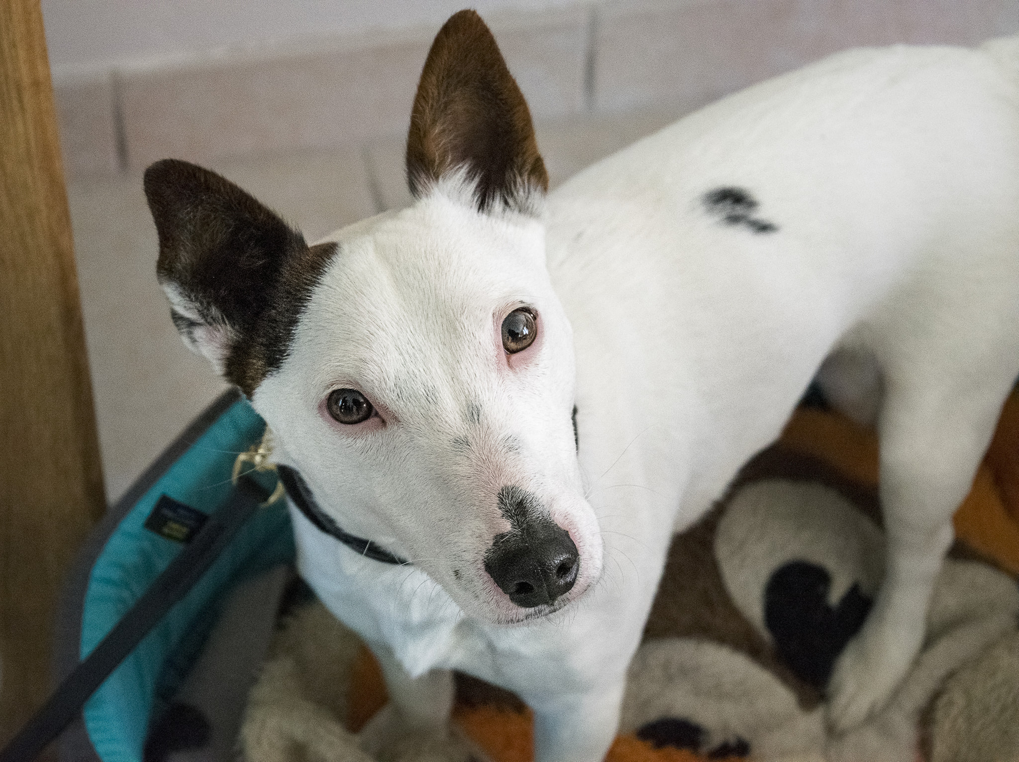 Educateur Canin Nino